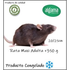 Rata Maxi Adulta (Producto congelado)